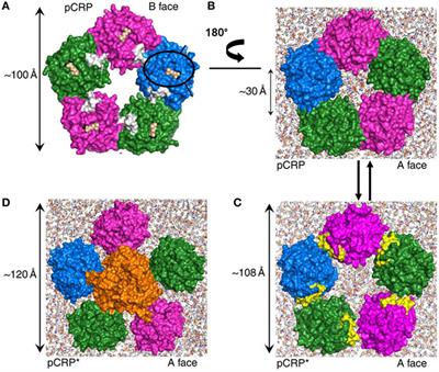 C-Reactive Protein as a Therapeutic Target in Age-Related Macular Degeneration